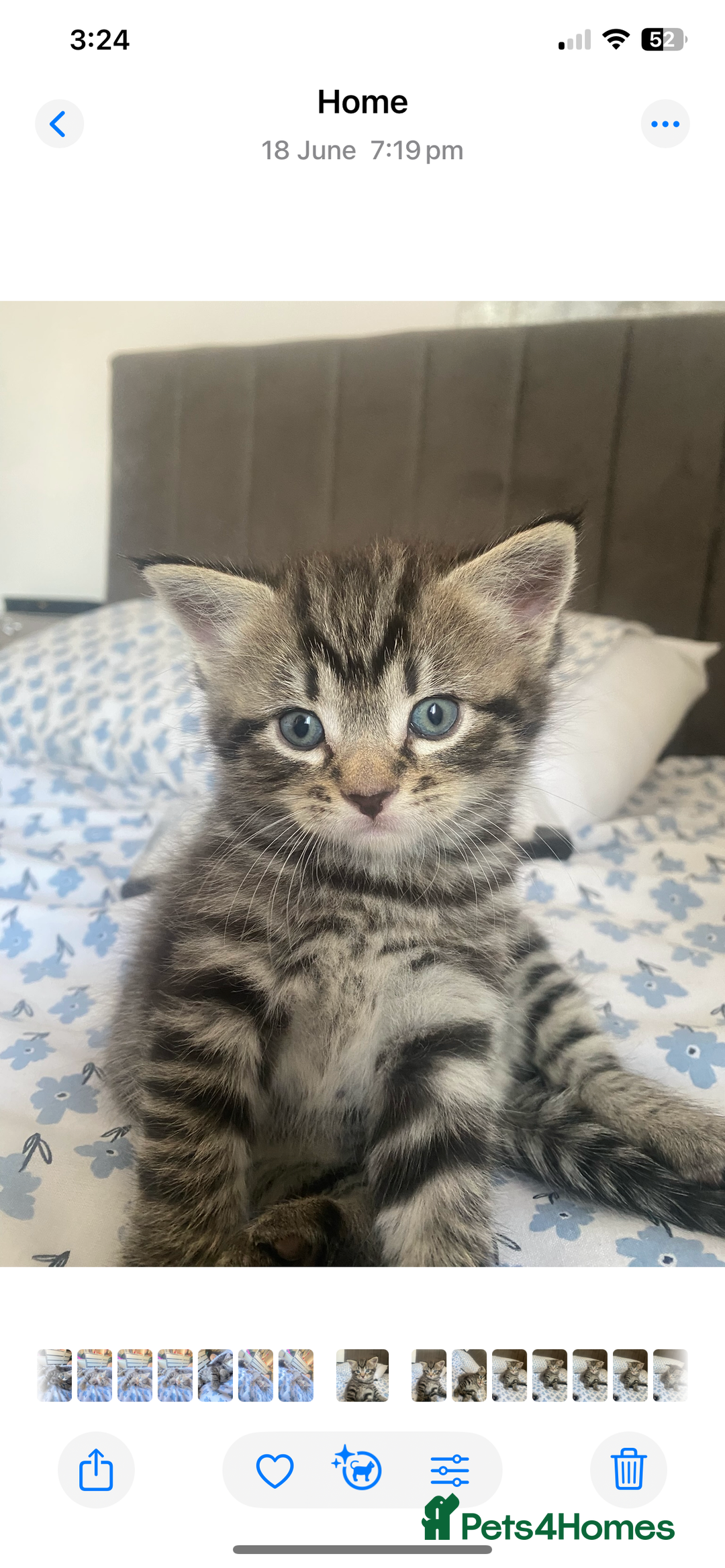 Bengal cats for sale: Bengal x Persian male kitten for sale! - Image 2