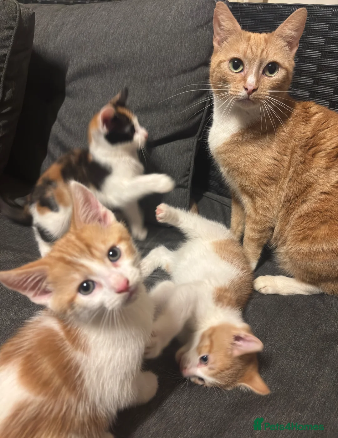 Mixed Breed cats for sale: 3 Gorgeous Mixed Kittens in Halifax - Advert 10