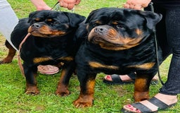 Rottweiler dogs for sale: 🐾 Adorable Rottweiler Puppies Ready! 🐾 - Image 7