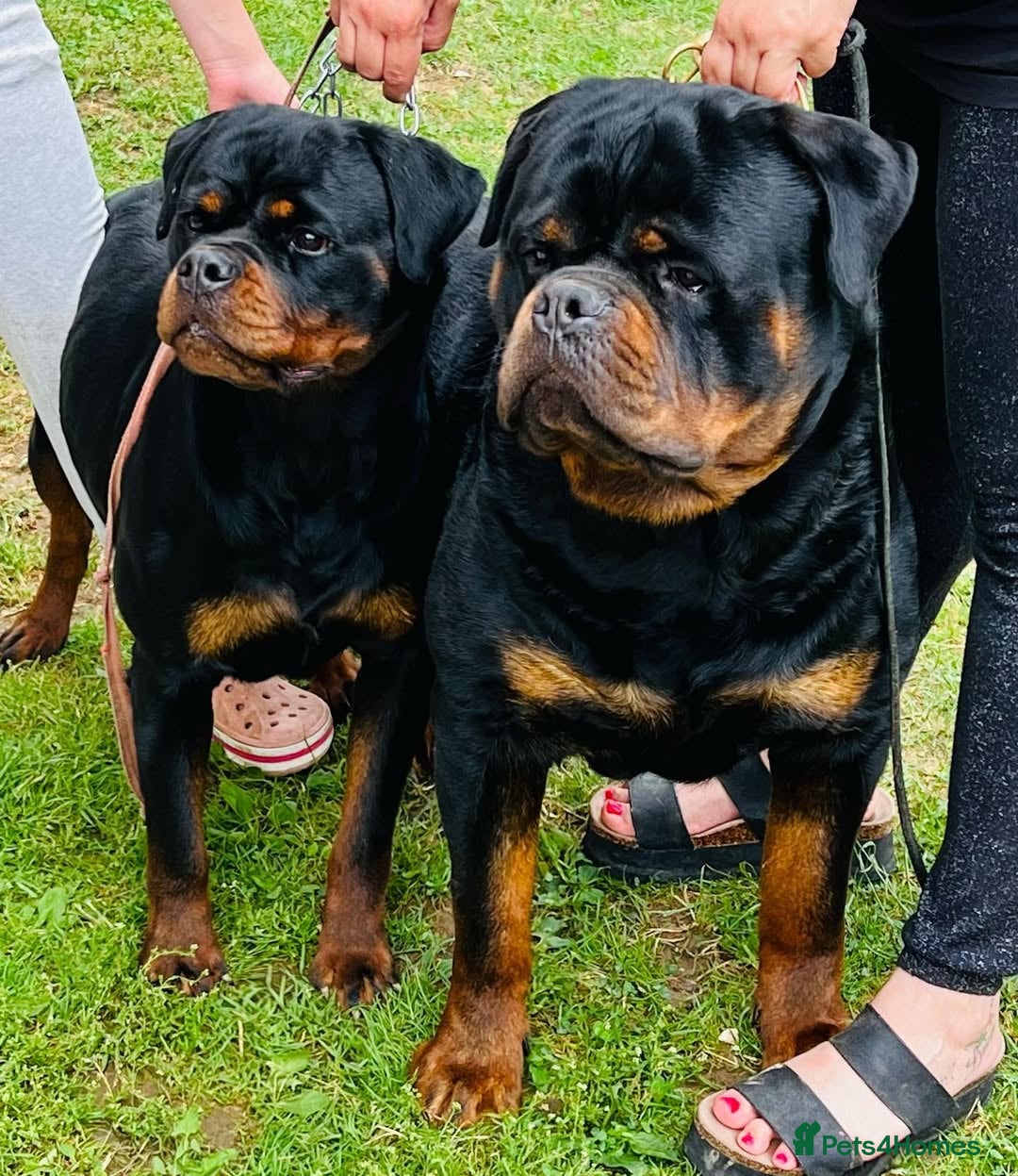Rottweiler dogs for sale: 🐾 Adorable Rottweiler Puppies Ready! 🐾 - Image 7