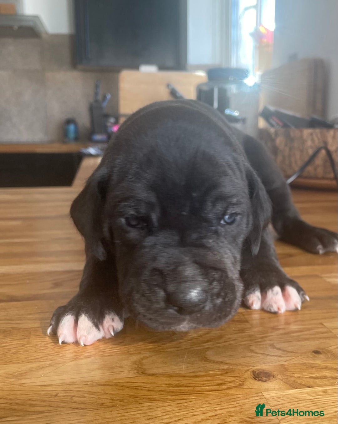 Great Dane dogs for sale: KC registered Great Danes  blues & black - Image 16