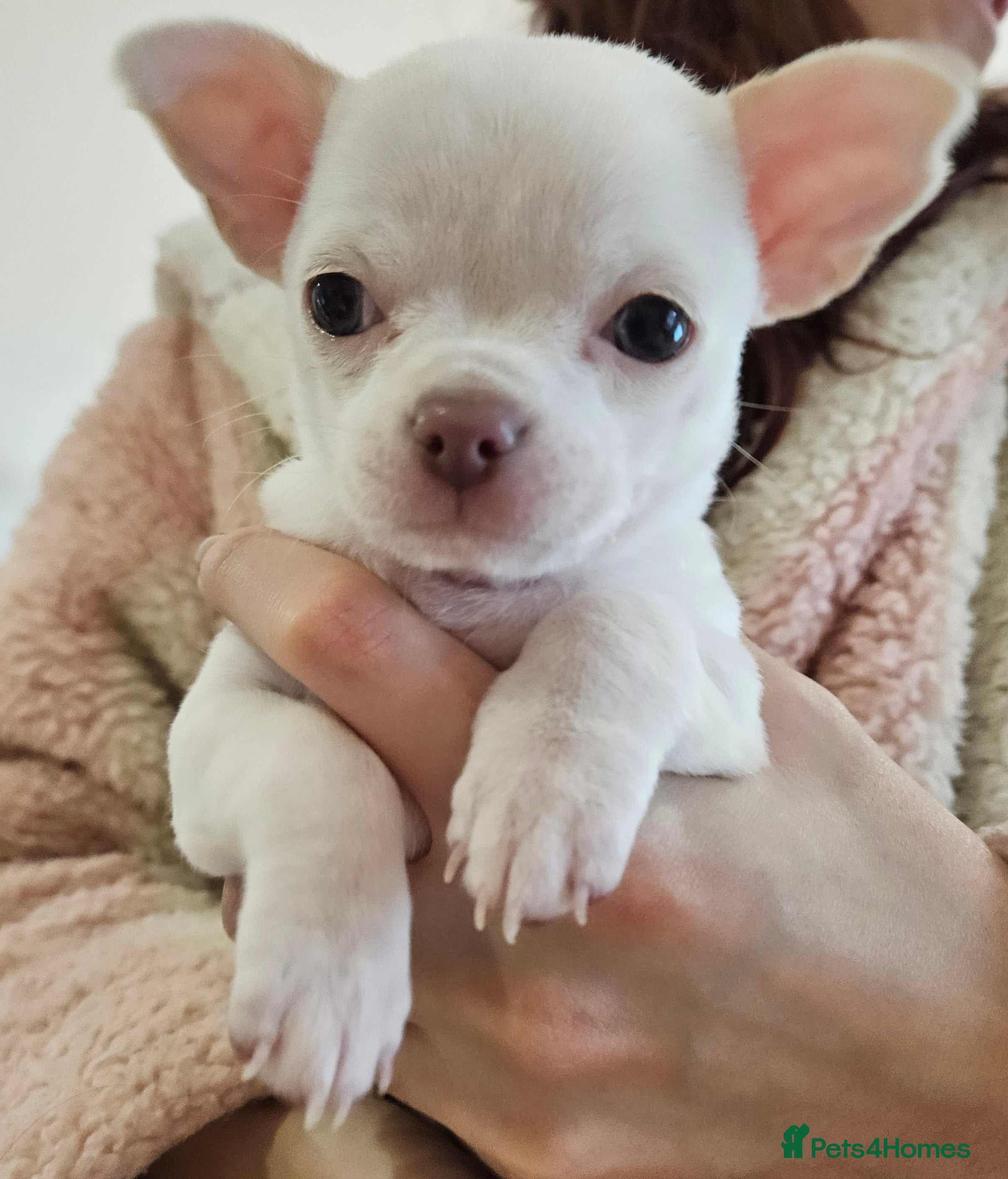 Chihuahua dogs Last little Girl Champagne/ Blue  Eyes Chihuahua   - Advert 2