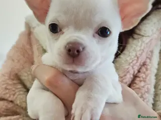 Chihuahua dogs Last little Girl Champagne/ Blue Eyes Chihuahua - Advert 2