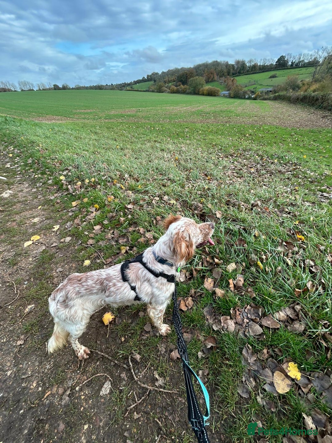 English Setter dogs for adoption: Hans  - Advert 9