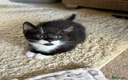 Domestic Shorthair cats for sale: Adorable ragdoll mix’s  - Image 3