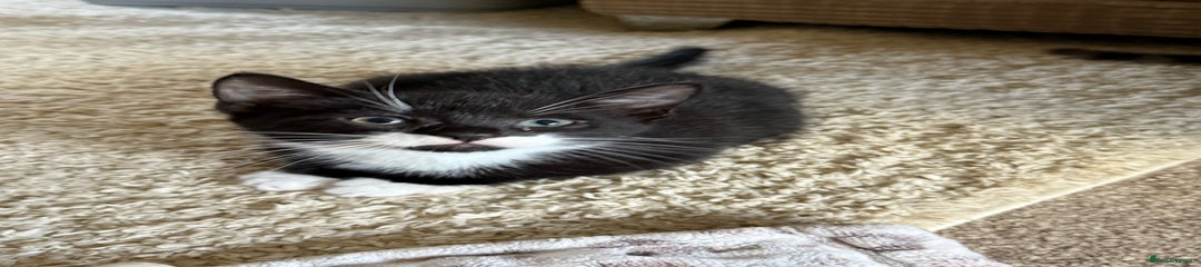 Domestic Shorthair Kitten 1