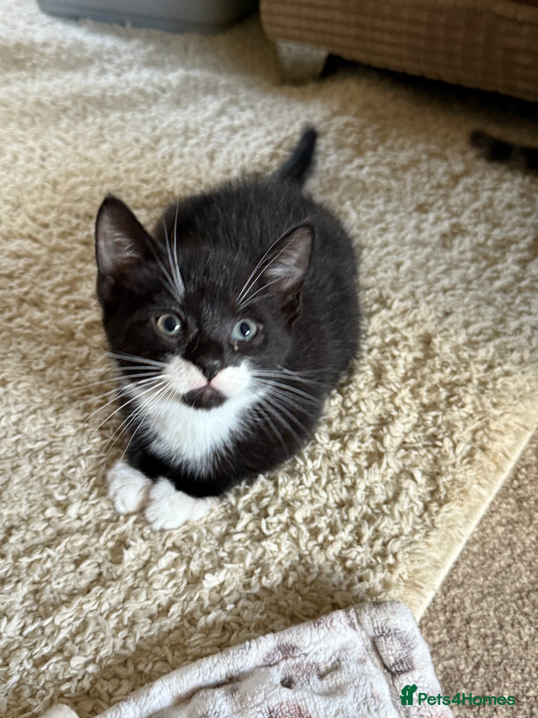 Domestic Shorthair cats for sale: Adorable ragdoll mix’s  - Image 3