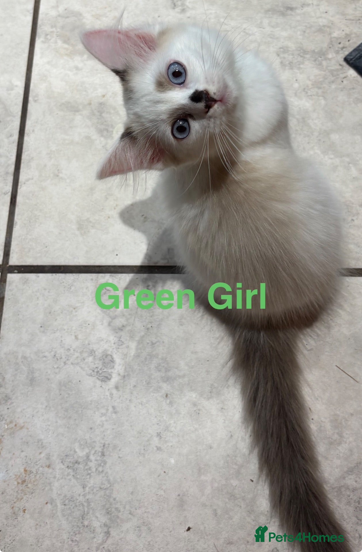 Ragdoll cats Beautiful Ragdolls-Vaccinated-2 boys-3 girls.  - Advert 2