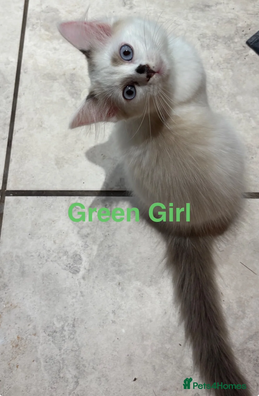Ragdoll cats for sale: Beautiful Ragdolls-Vaccinated-2 boys-3 girls.  - Advert 2