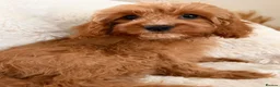 Cavapoo dogs for sale: Cavapoo Puppies in Sunderland - Advert 7