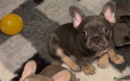 French Bulldog dogs for sale: 💕🐾 Stunning French bulldogs 🐾💕 - Advert 32