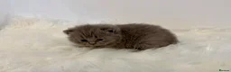 British Shorthair cats for sale: Gccf registered British shorthair kittens - Advert 16