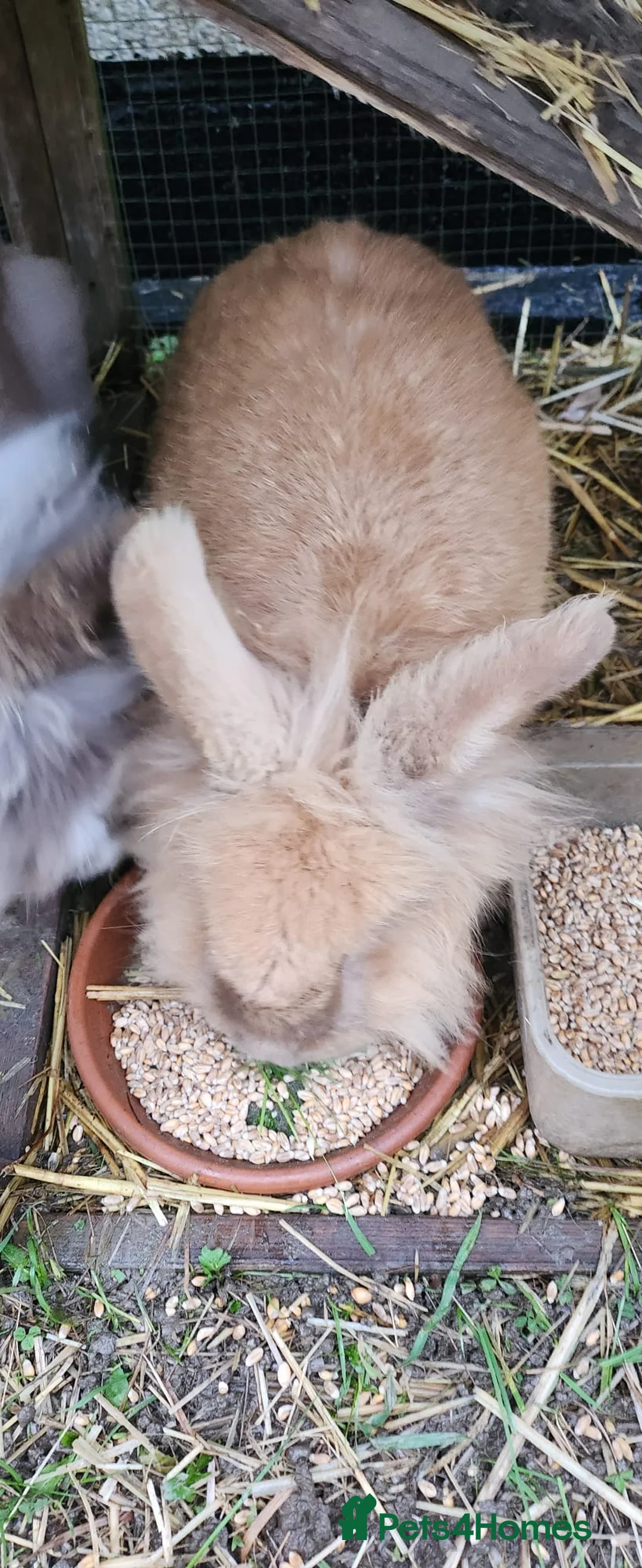 Mixed Breed rabbits for sale: Rabbit pair male and female - Advert 5