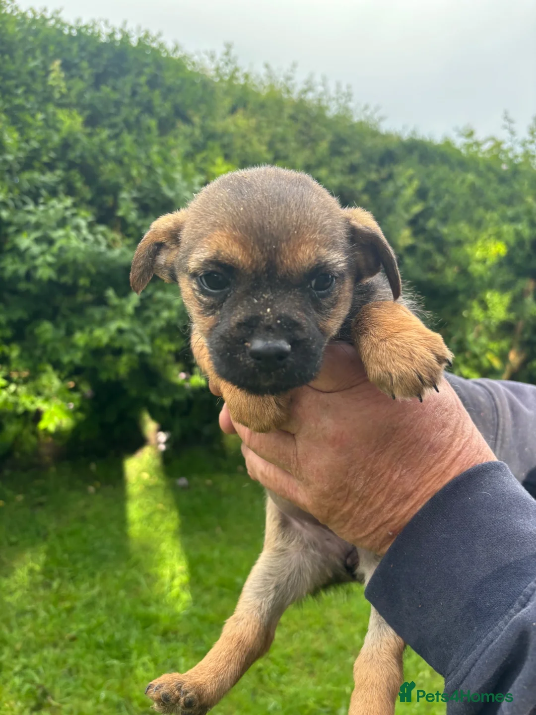 Border Terrier dogs for sale: Border terrier Puppies  - Advert 2