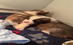 Saint Bernard dogs for sale: Outstanding chunky Saint Bernard puppies for sale - Image 27