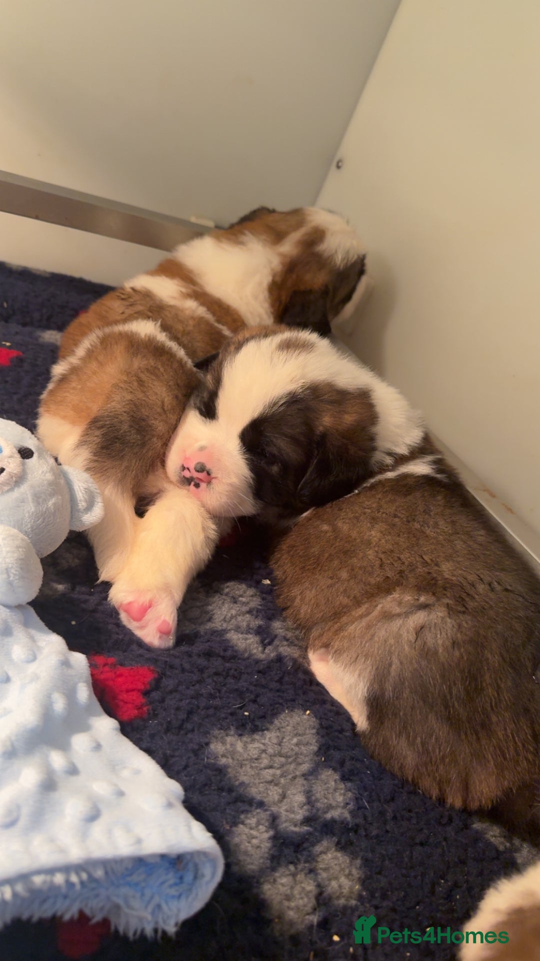 Saint Bernard dogs for sale: Outstanding chunky Saint Bernard puppies for sale - Image 27