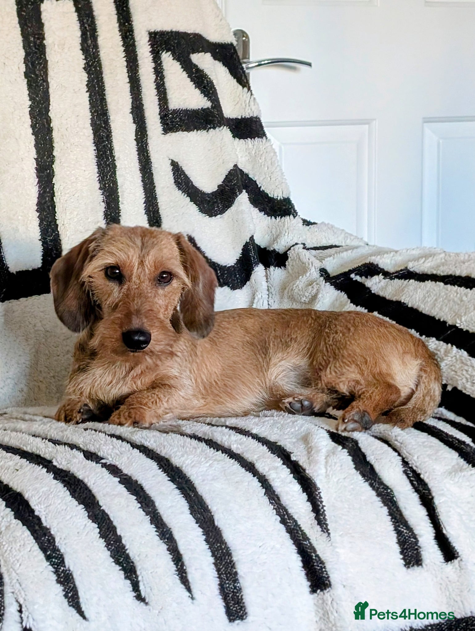 Miniature Dachshund dogs Beautiful shaded red mini wire for stud - Advert 1