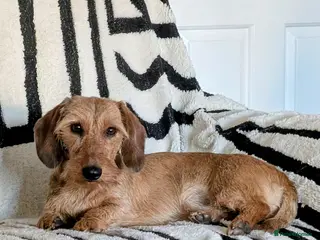 Miniature Dachshund dogs Beautiful shaded red mini wire for stud - Advert 7