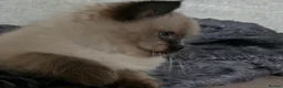 Ragdoll cats for sale: Two seal boys - Advert 13