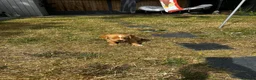 Mixed Breed dogs for sale: Beagle/Red Fox Lab x Red Fox Lab pups - Advert 3