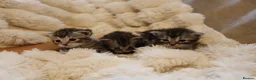 Mixed Breed cats for sale: Adorable mixed kittens for sale - Advert 13