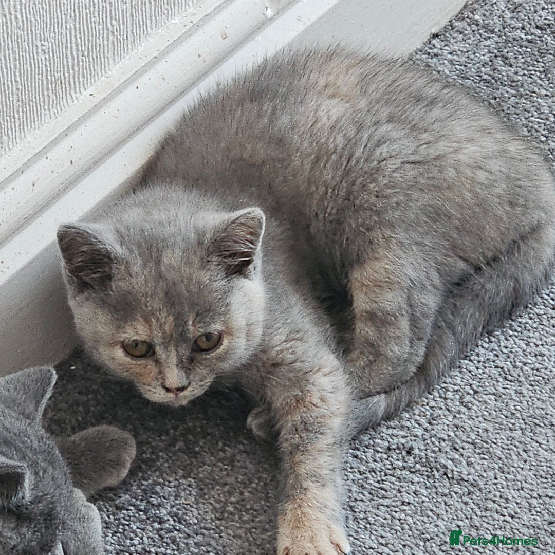 British Shorthair cats for sale: Beautiful kitten GCCF registered - Advert 4