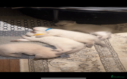 British Shorthair cats for sale: Colourpoint British Shorthair - Image 27