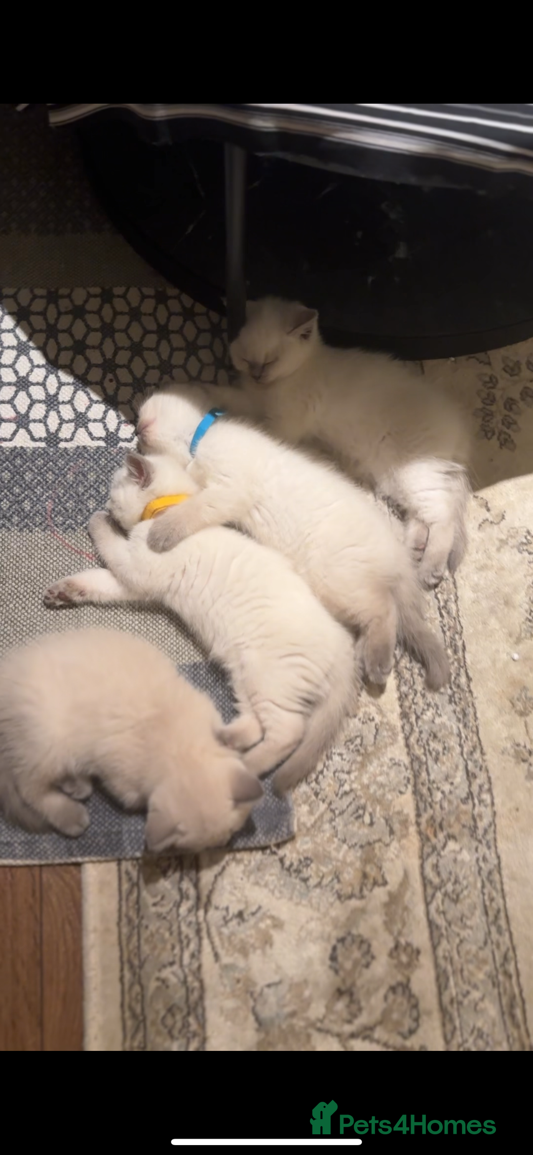 British Shorthair cats for sale: Colourpoint British Shorthair - Image 27