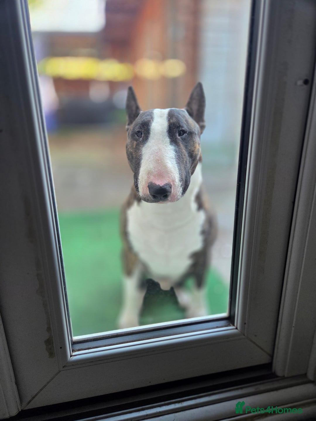 English Bull Terrier dogs for stud: English bull terrier  - Advert 2