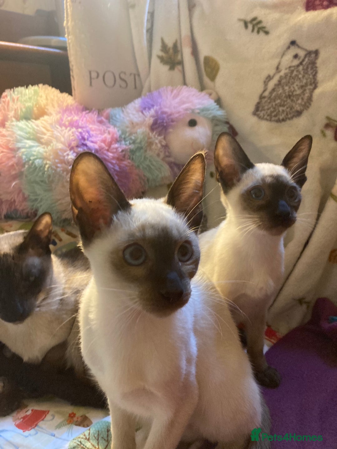 Siamese cats for sale: Siamese kittens - Image 7