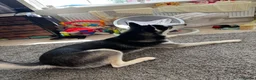 Alaskan Malamute dogs for sale: 8 month old male Alaskan malamute  in Nottingham - Advert 5