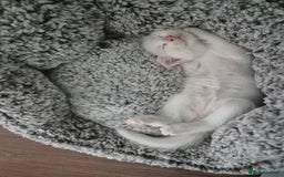 Mixed Breed cats for sale: Pure white kittens - Image 3