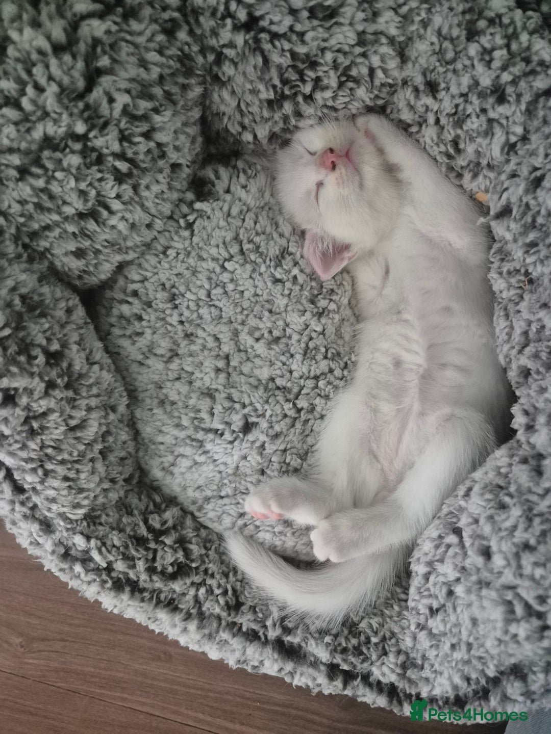 Mixed Breed cats for sale: Pure white kittens - Image 3