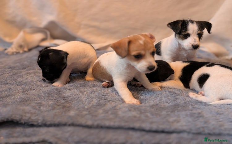 Jackapoo dogs - Advert 1