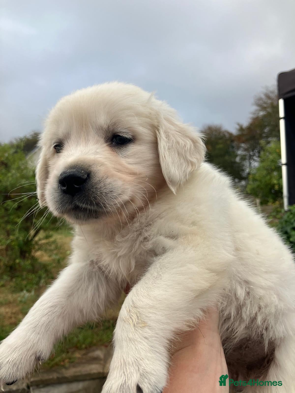 Golden Retriever dogs KC Reg Health Tested Golden Retriever Pups - Advert 2