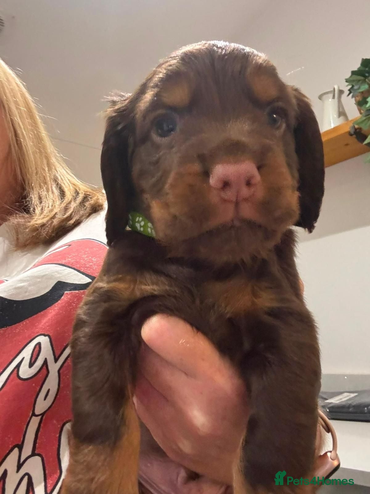 Cocker Spaniel dogs KC REGISTERED BROWN & TAN WORKING COCKER SPANIEL - Advert 16