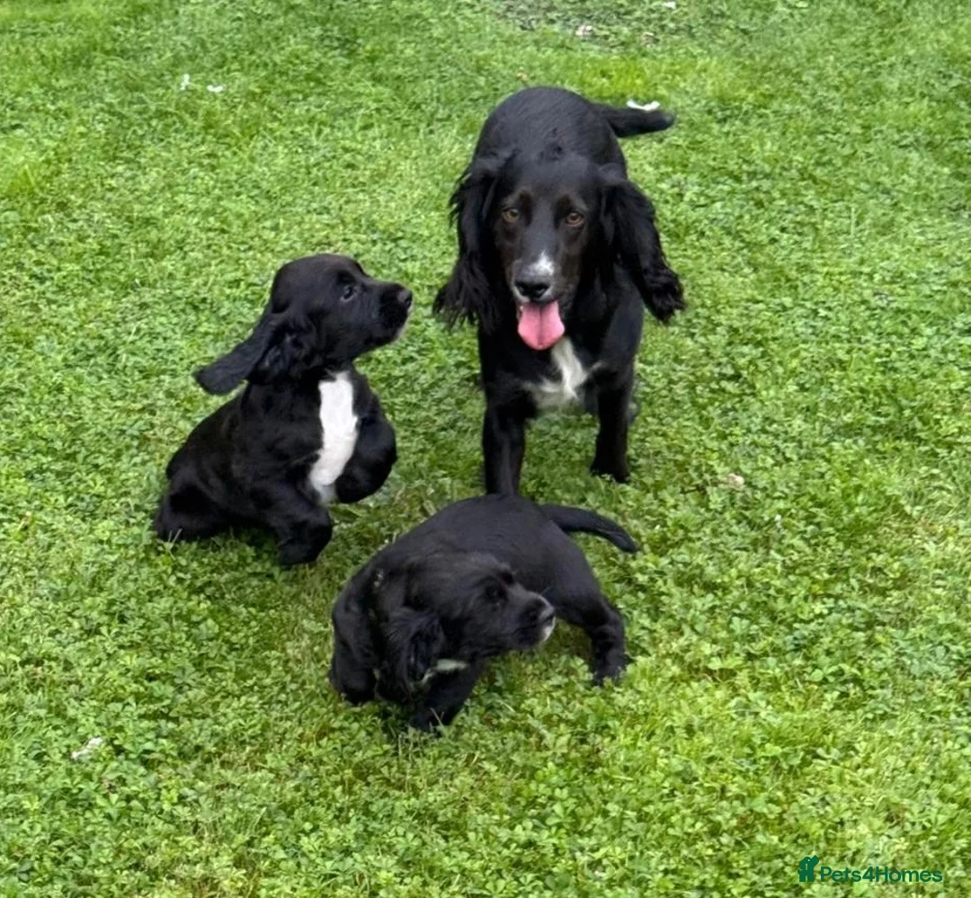 Sprocker dogs for sale: Two Black Sprockers - Advert 1