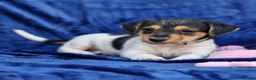 Jack Russell dogs for sale: Beautiful Litter of Jack Russell Puppies  - Advert 8