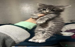 British Longhair cats for sale: 5 little kittens  - Advert 8