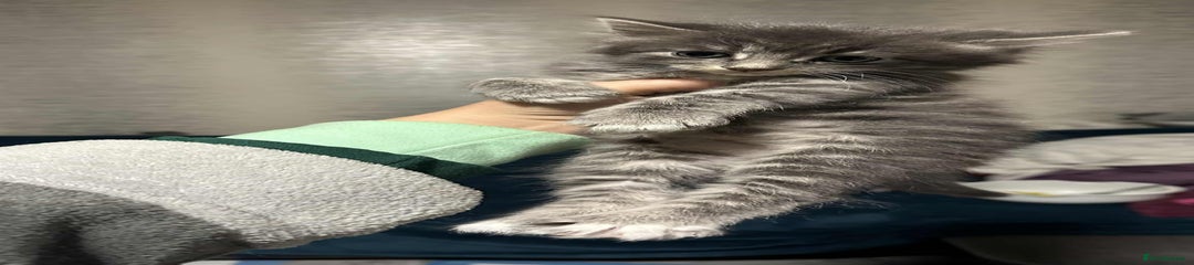 British Longhair Kitten 1