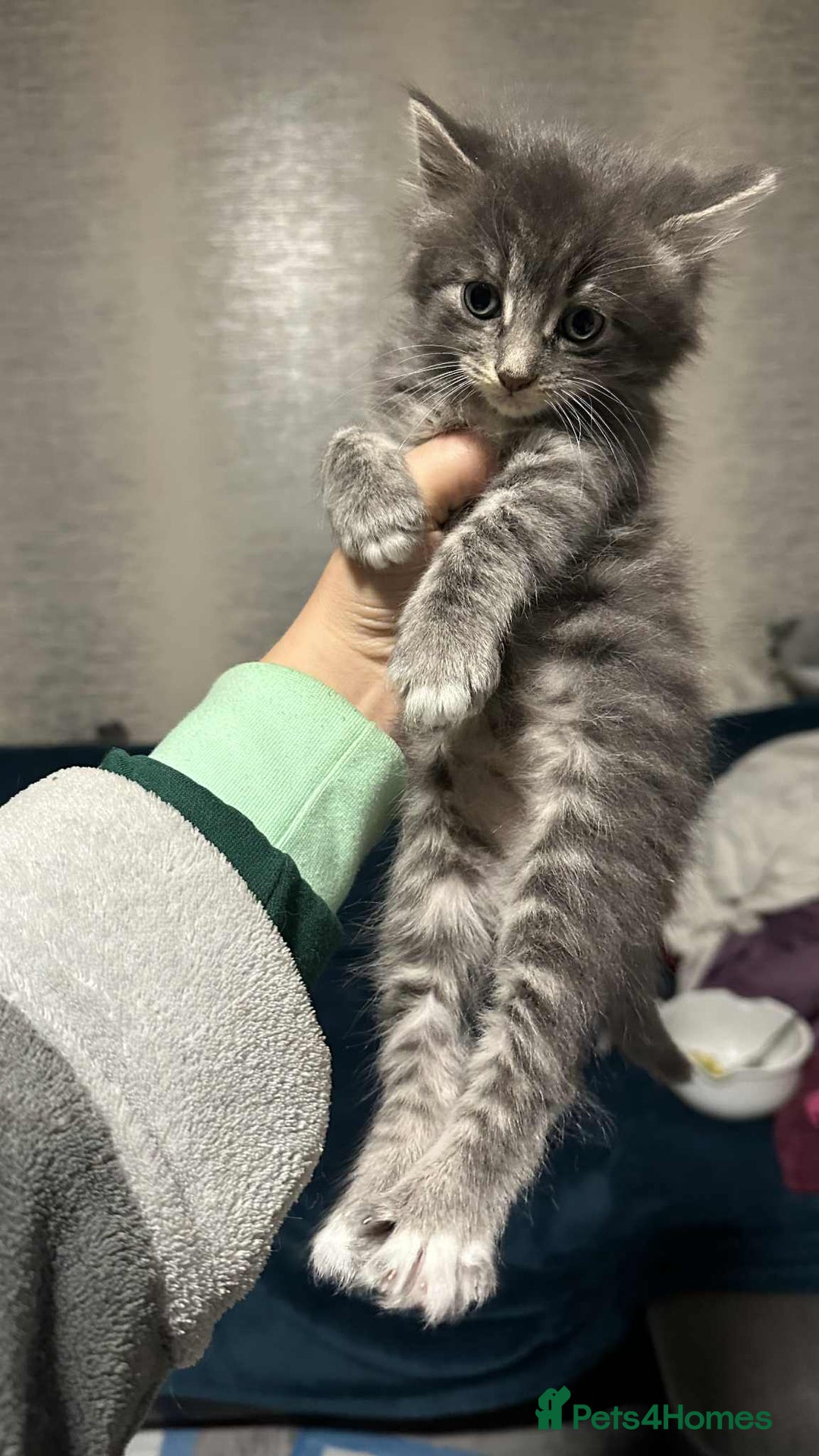 British Longhair cats for sale: 5 little kittens  - Advert 8