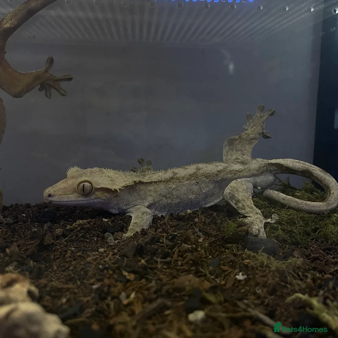 Mixed Breed invertebrates for sale: Breeding Pair Of Crested Geckos in Mansfield - Advert 2