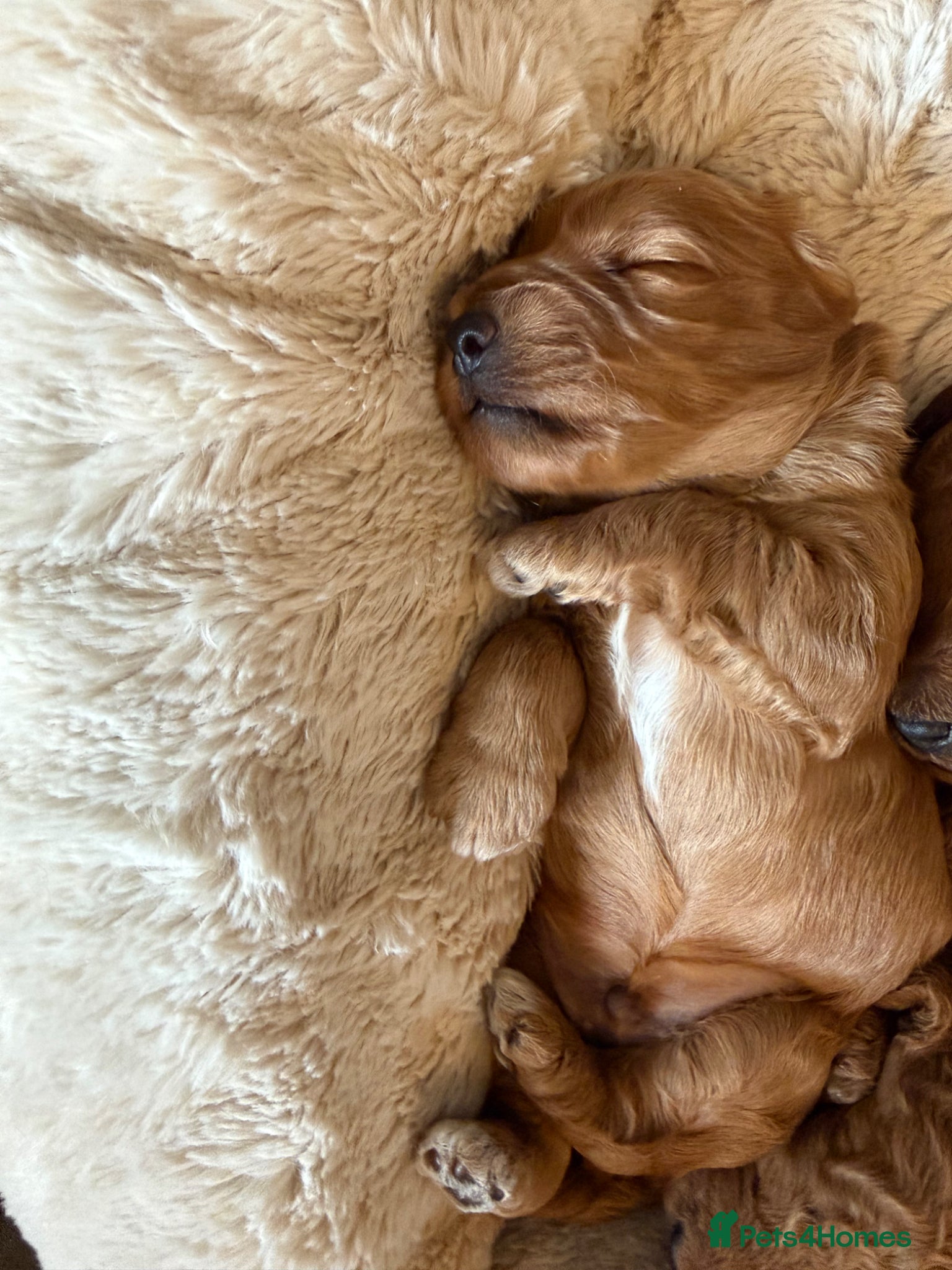 Cockapoo dogs Stunning F1b Cockapoo’s  - Advert 2