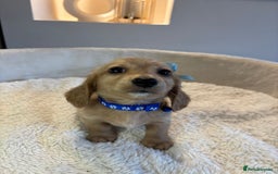 Miniature Dachshund dogs for sale: Long hair cream mini dachshund puppies 30th july in Liverpool - Image 17