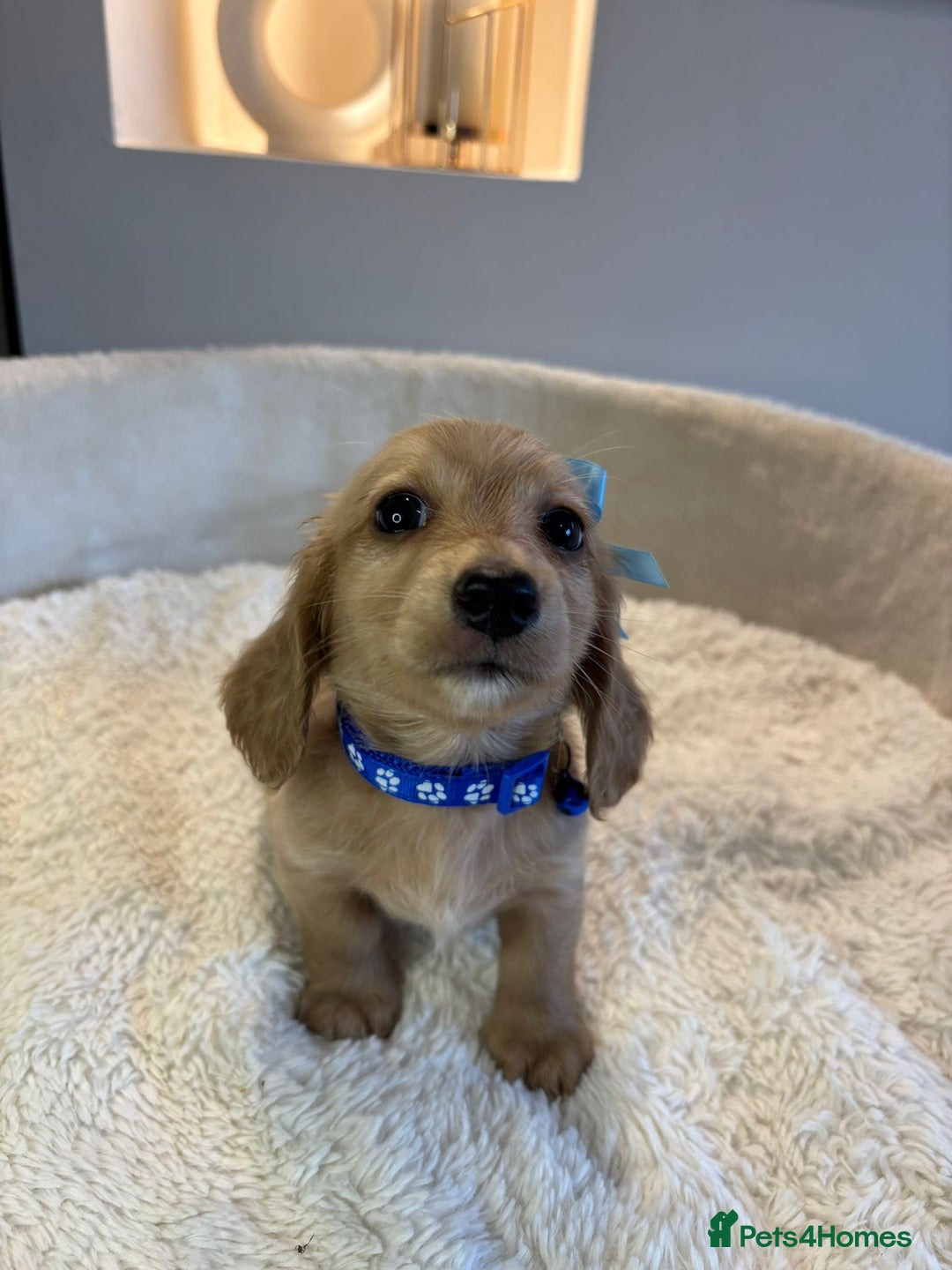 Miniature Dachshund dogs for sale: Long hair cream mini dachshund puppies 30th july in Liverpool - Image 17