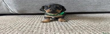 Dachshund 1