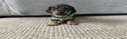 Dachshund dogs for sale: 🐾Beautiful Dachshund Puppies🐾 - Advert 19
