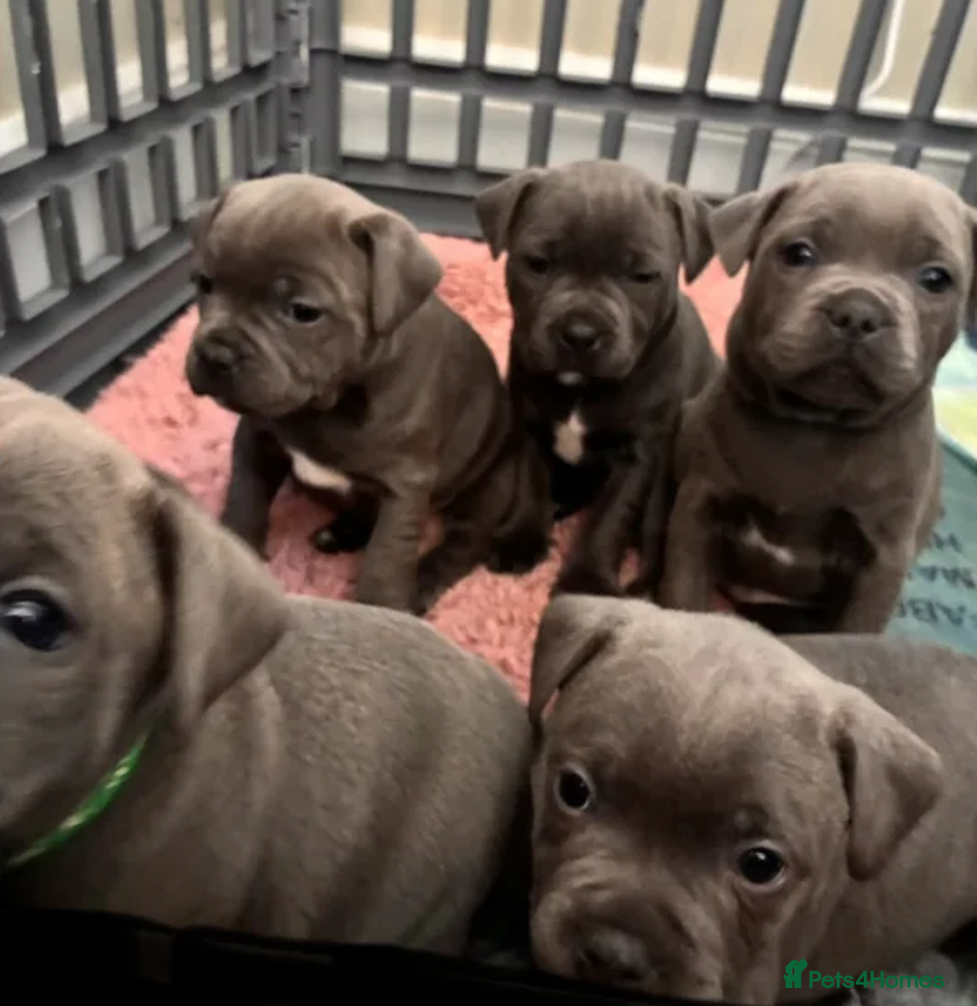Staffordshire Bull Terrier dogs for sale: Classic Staffy Looks, Softest Hearts - Advert 2