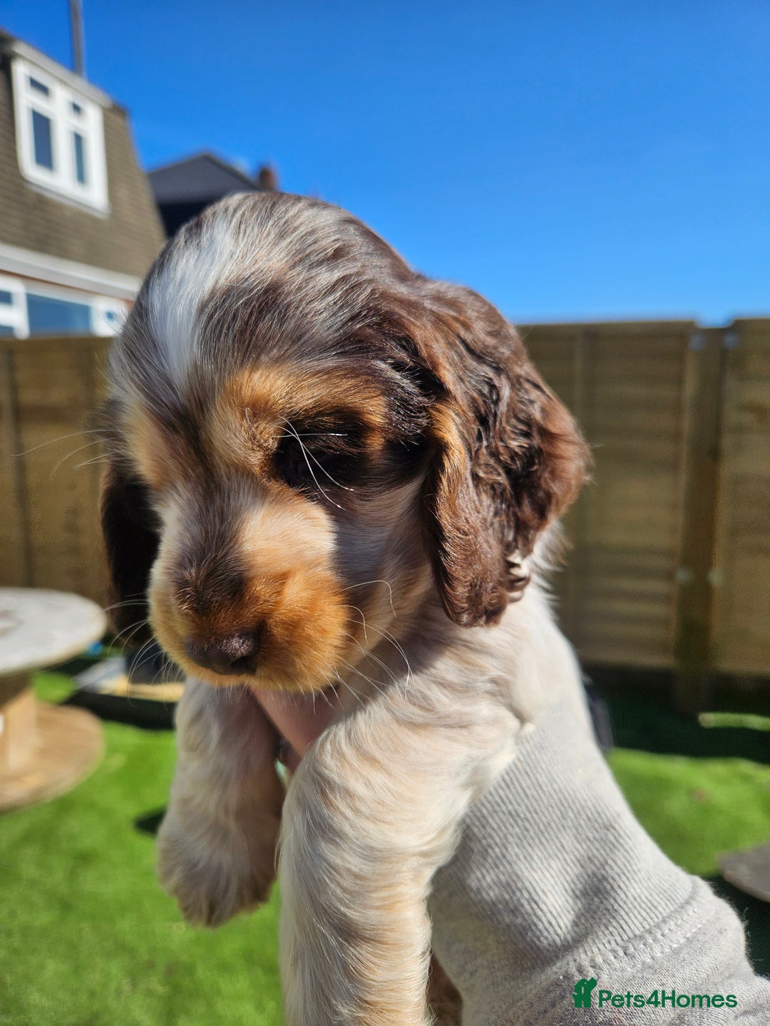 Cocker Spaniel dogs for sale: Sable Show Cocker spaniel Puppies ready now - Image 10