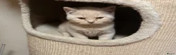 British Shorthair cats for sale: GCCF BSH Kittens - Champion Bloodlines - Advert 3